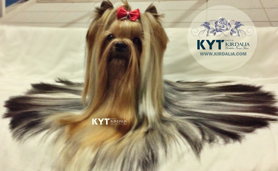 a que edad dejan de crecer los yorkshire terrier