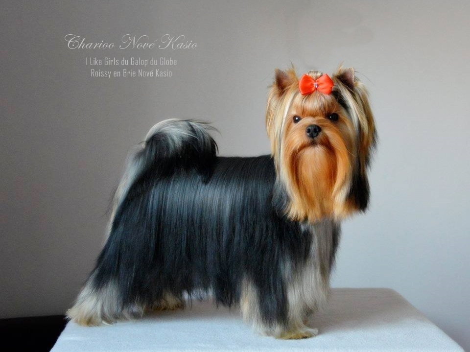 a que edad dejan de crecer los yorkshire terrier