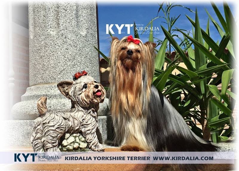 a que edad dejan de crecer los yorkshire terrier