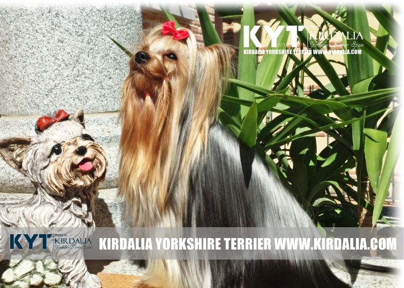 a que edad dejan de crecer los yorkshire terrier